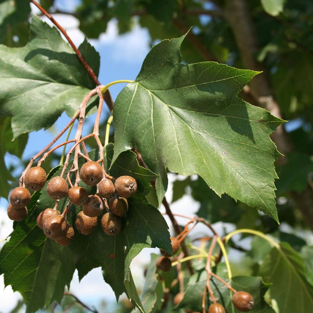 Sorbus torminalis - Alisier des Bois