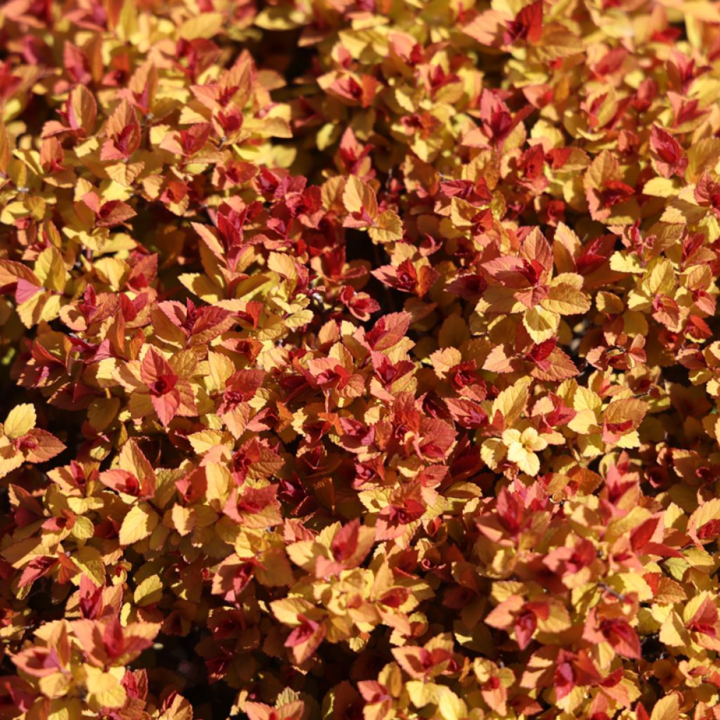 Spirée du japon Merlo Gold- Spiraea japonica