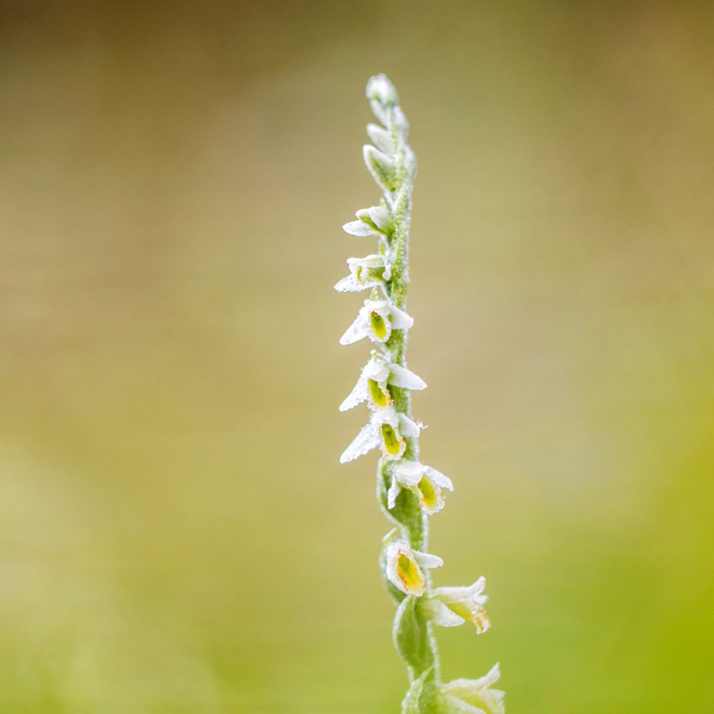 Spiranthes ochroleuca - Orchidée terrestre