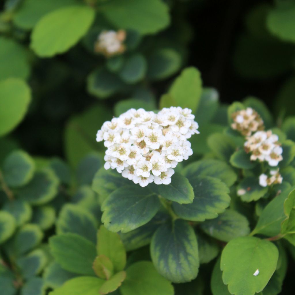 Spirée à feuilles de bouleau Tor - Spiraea betulifolia