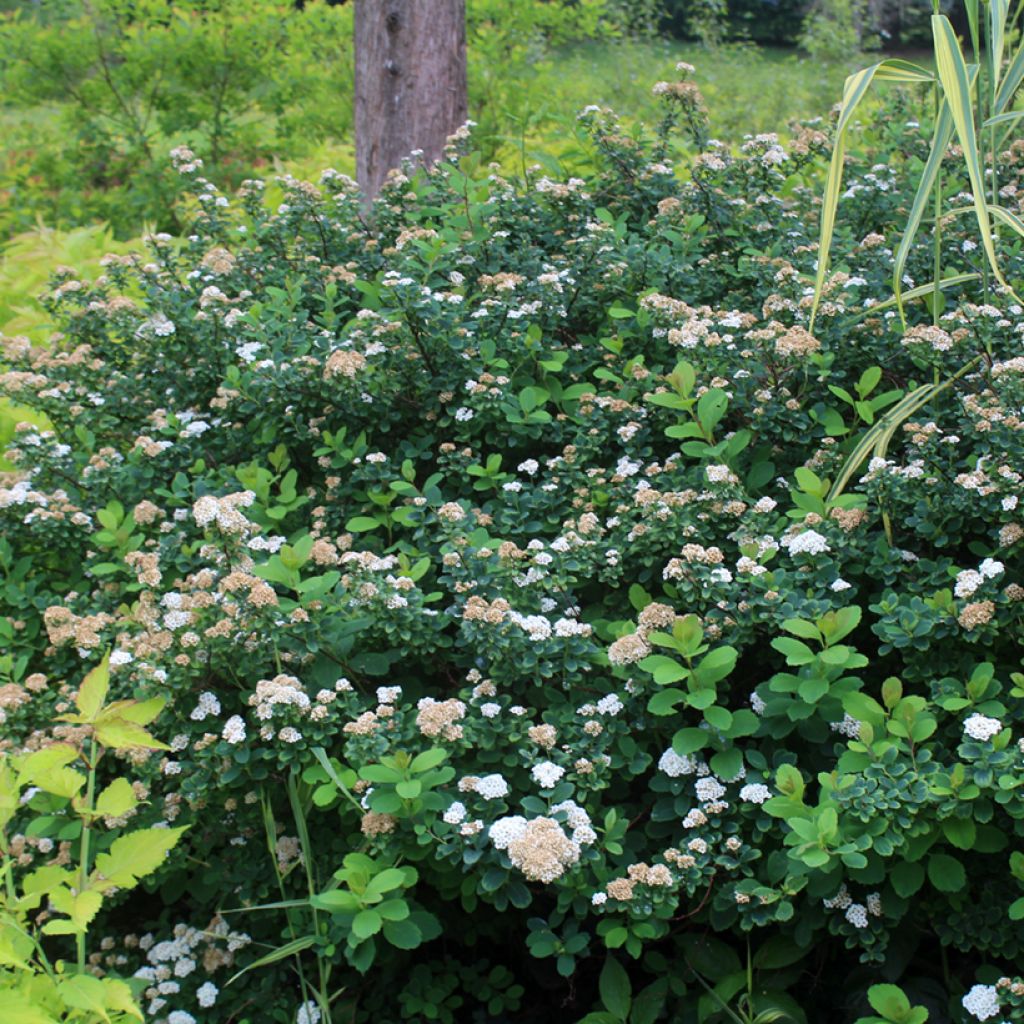 Spirée à feuilles de bouleau Tor - Spiraea betulifolia