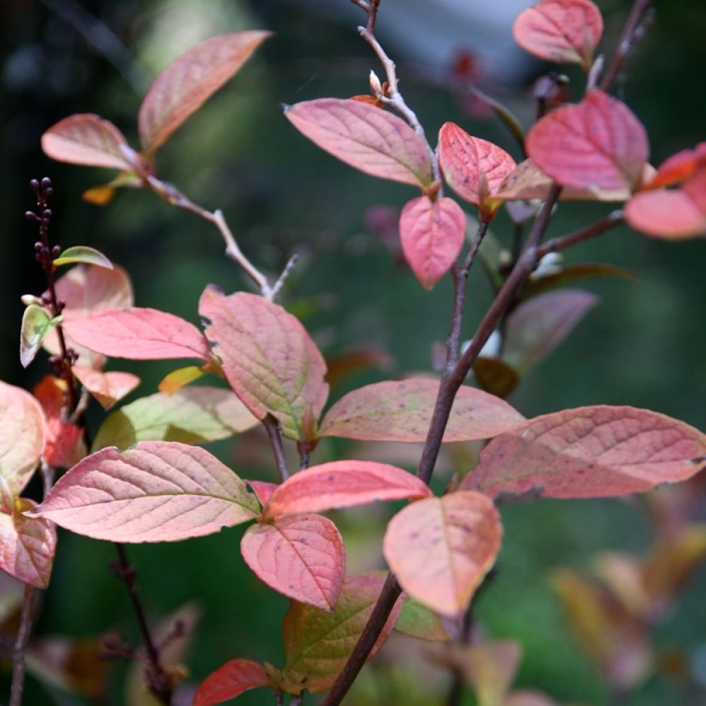 Stewartia pseudocamellia - Stuartie