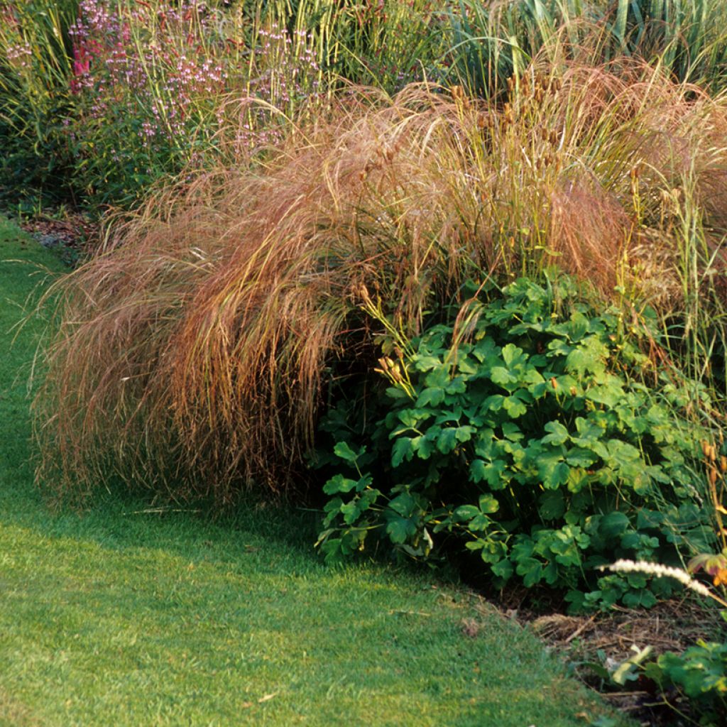 Stipa arundinacea Sirocco - Anemanthele lessoniana