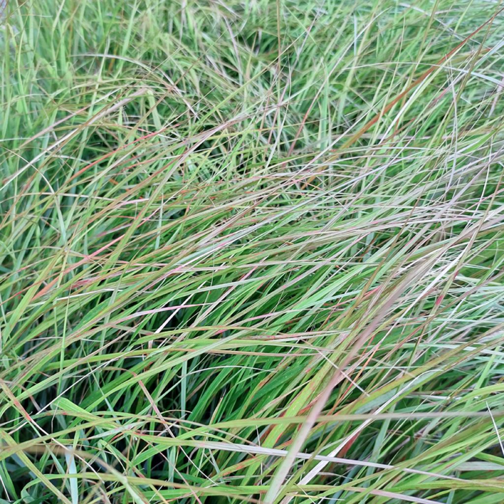 Stipa arundinacea Sirocco - Anemanthele lessoniana