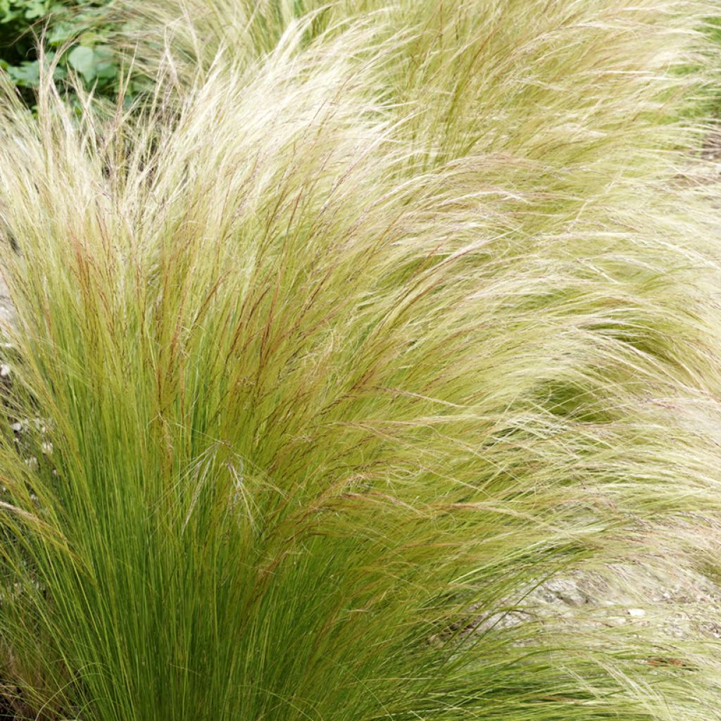 Stipa tenuifolia - Cheveux d'ange Pony Tails