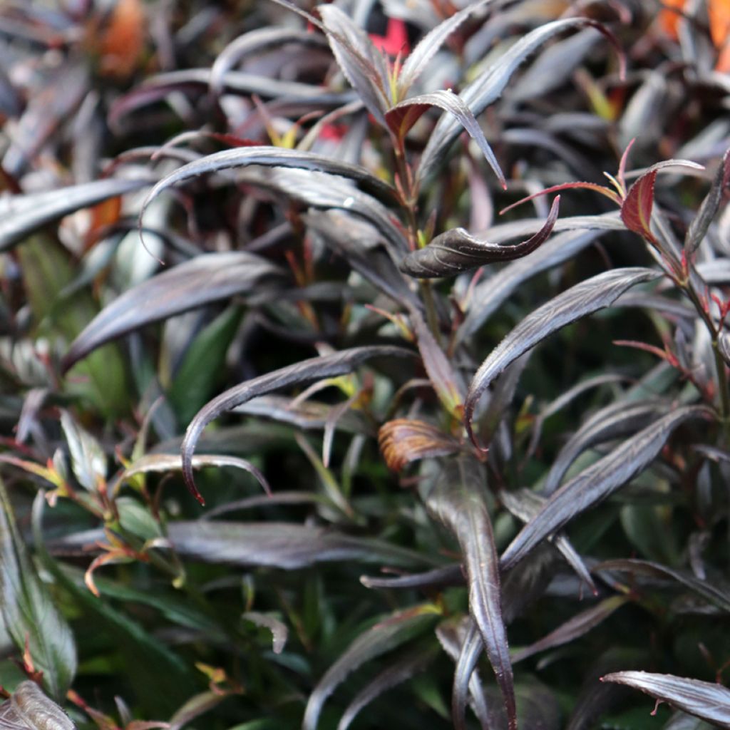 Strobilanthes anisophyllus Brunetthy