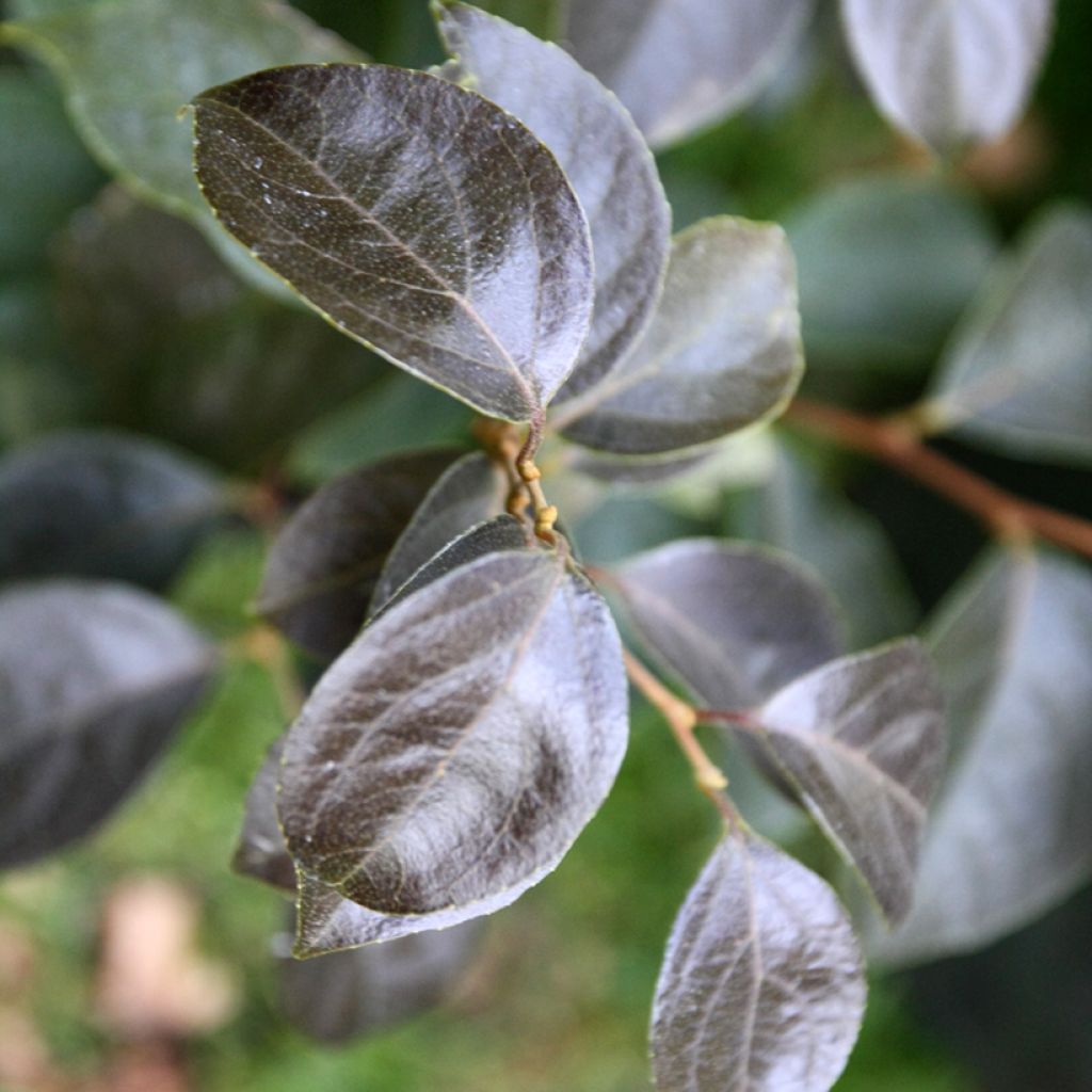 Styrax japonica Evening Light - Styrax japonais