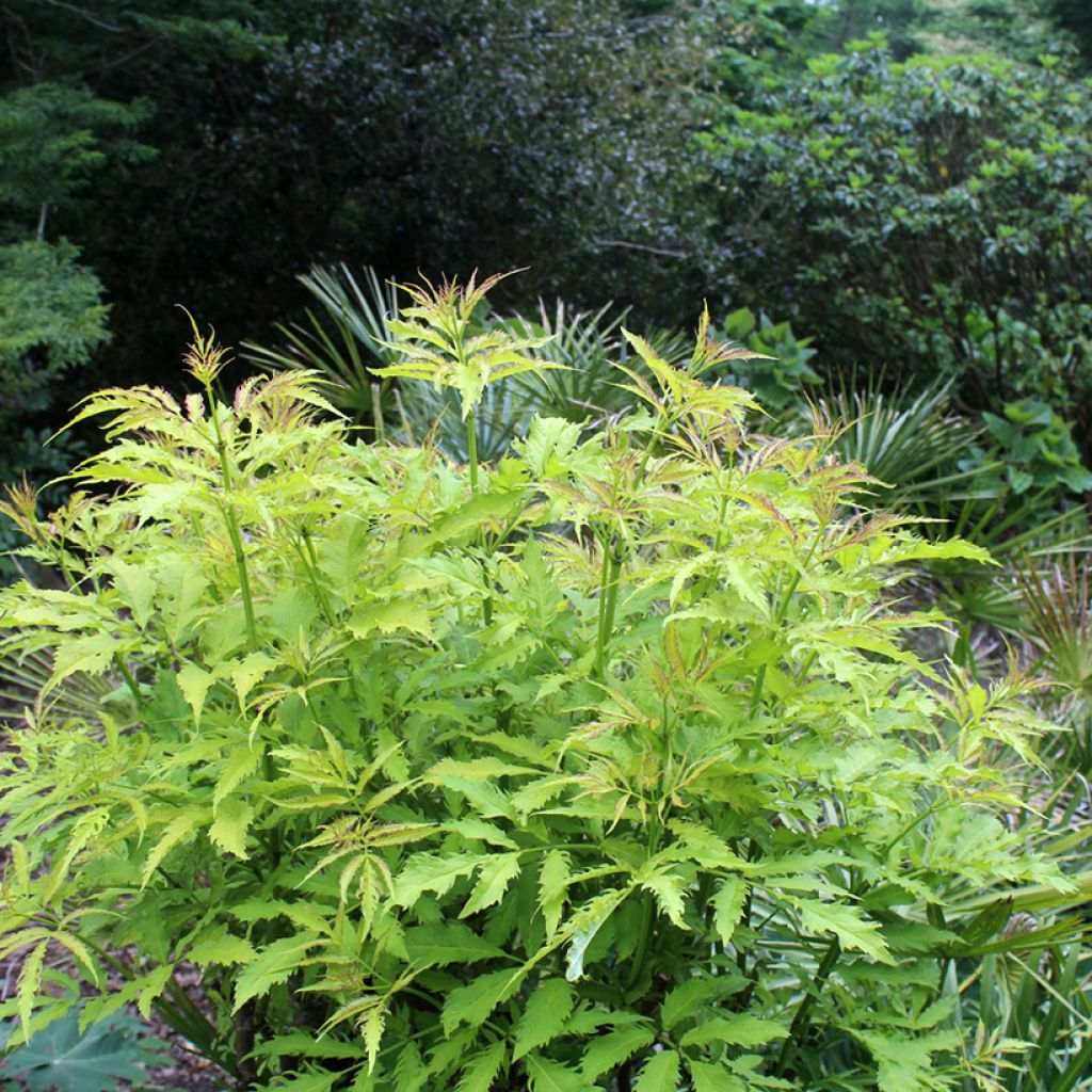 Sureau à grappes - Sambucus racemosa Sutherland Gold