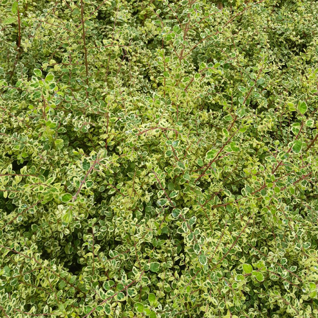 Symphorine de Chenault Fiesta Berry - Symphoricarpos chenaultii