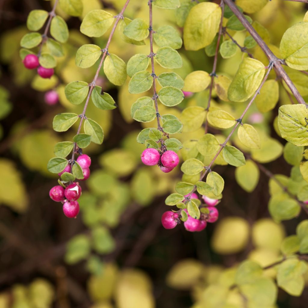 Symphoricarpos chenaultii Hancock - Symphorine de Chenault