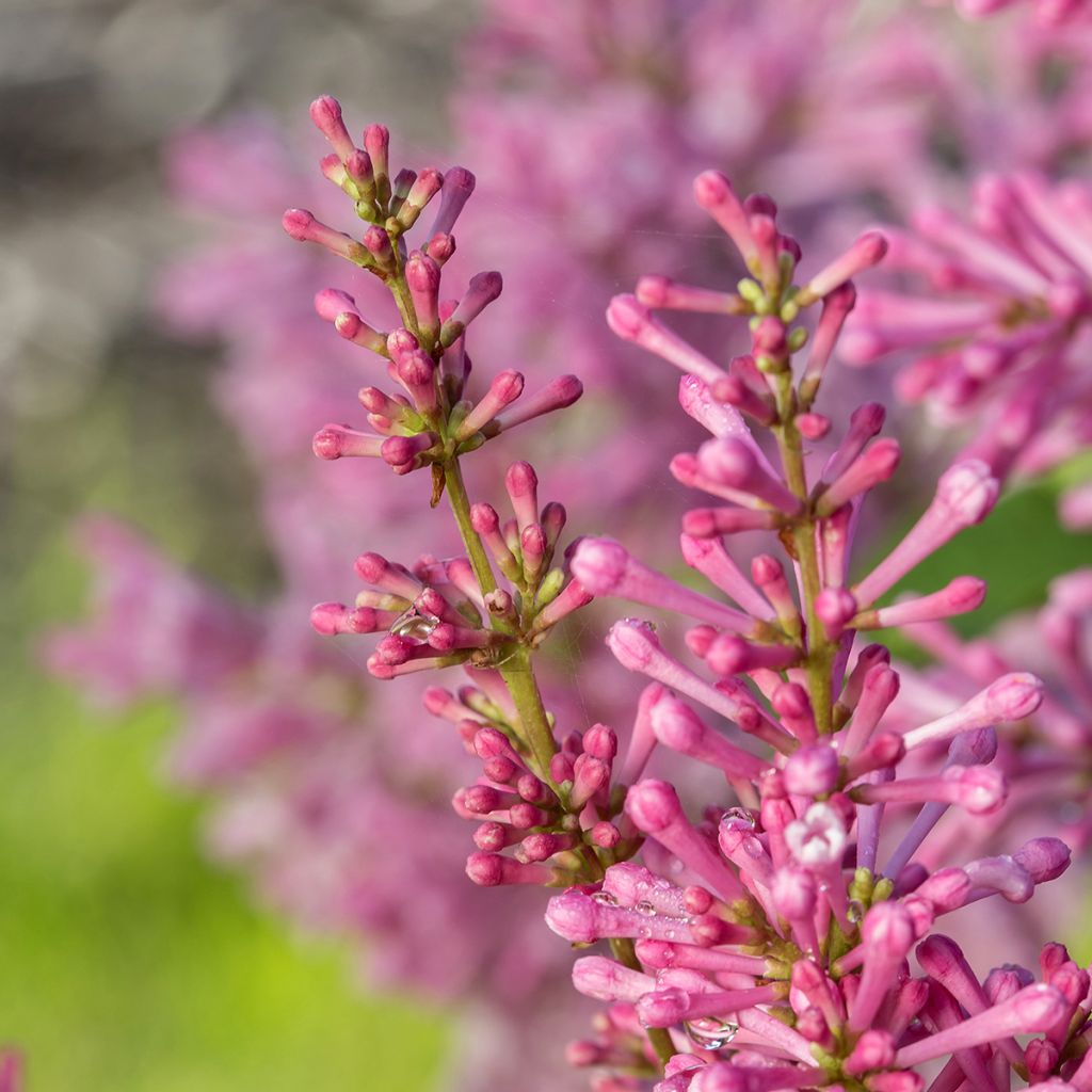 Lilas hybride Pinktini - Syringa x prestoniae 