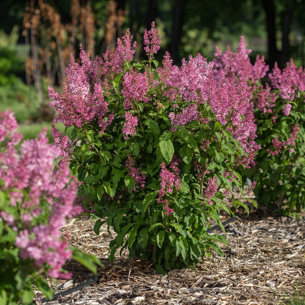 Lilas hybride Pinktini - Syringa x prestoniae 