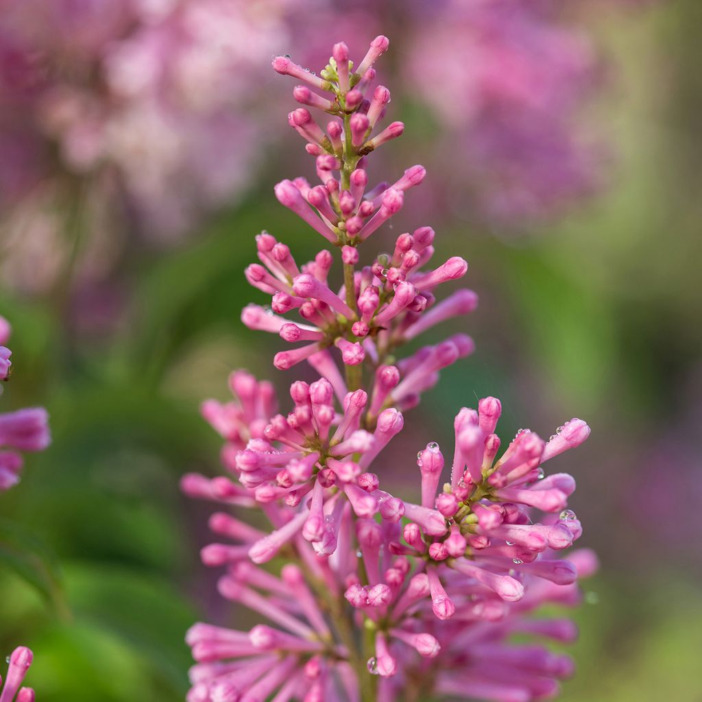 Lilas hybride Pinktini - Syringa x prestoniae 