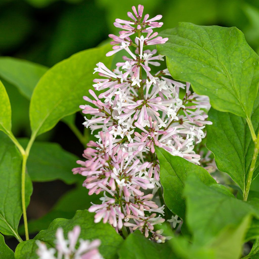 Lilas - Syringa Little Lady