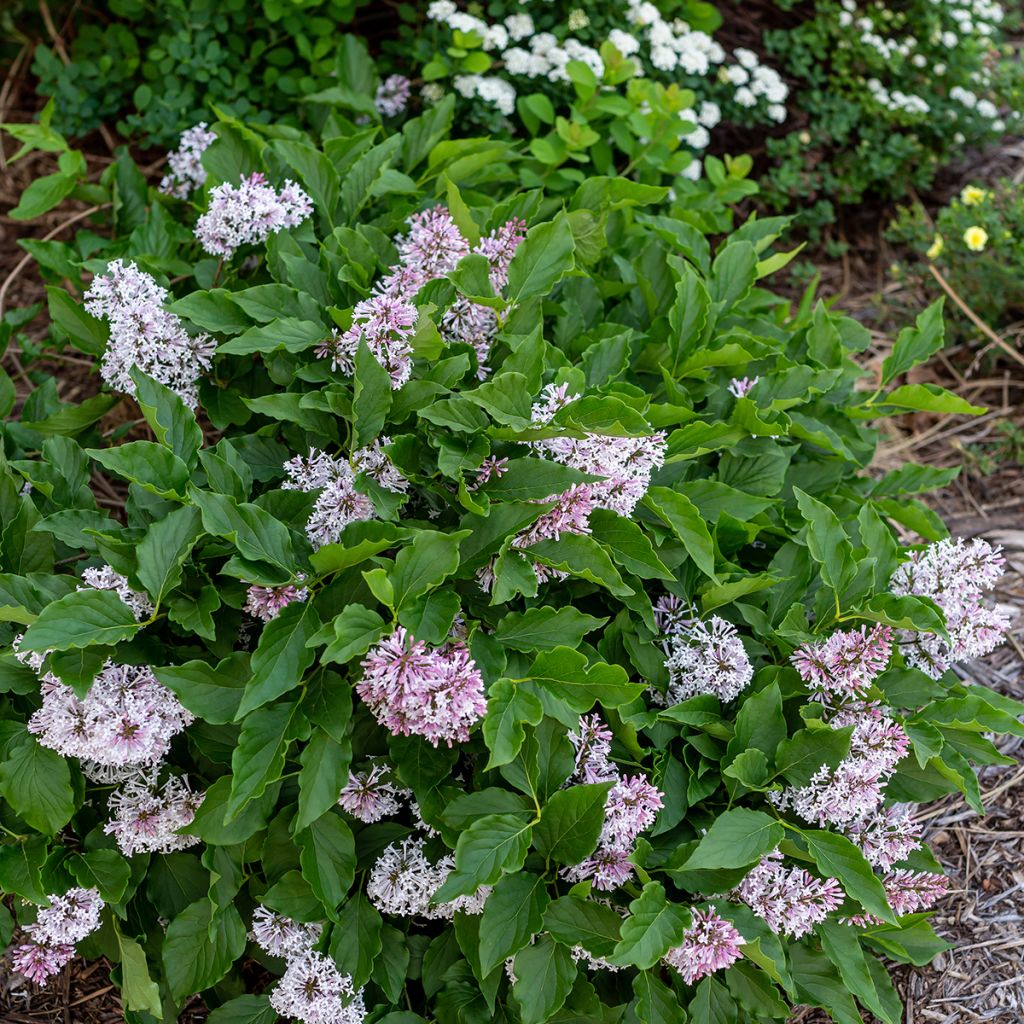 Lilas - Syringa Little Lady