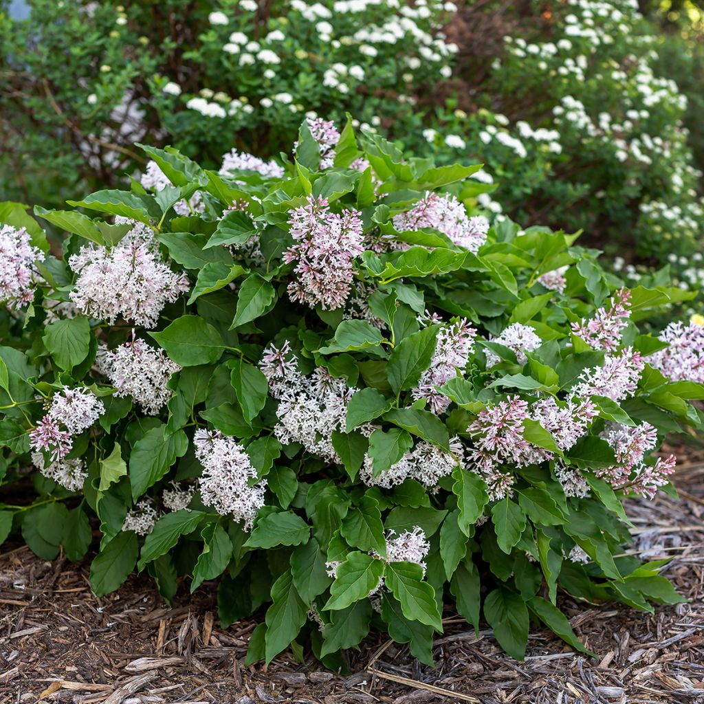 Lilas - Syringa Little Lady