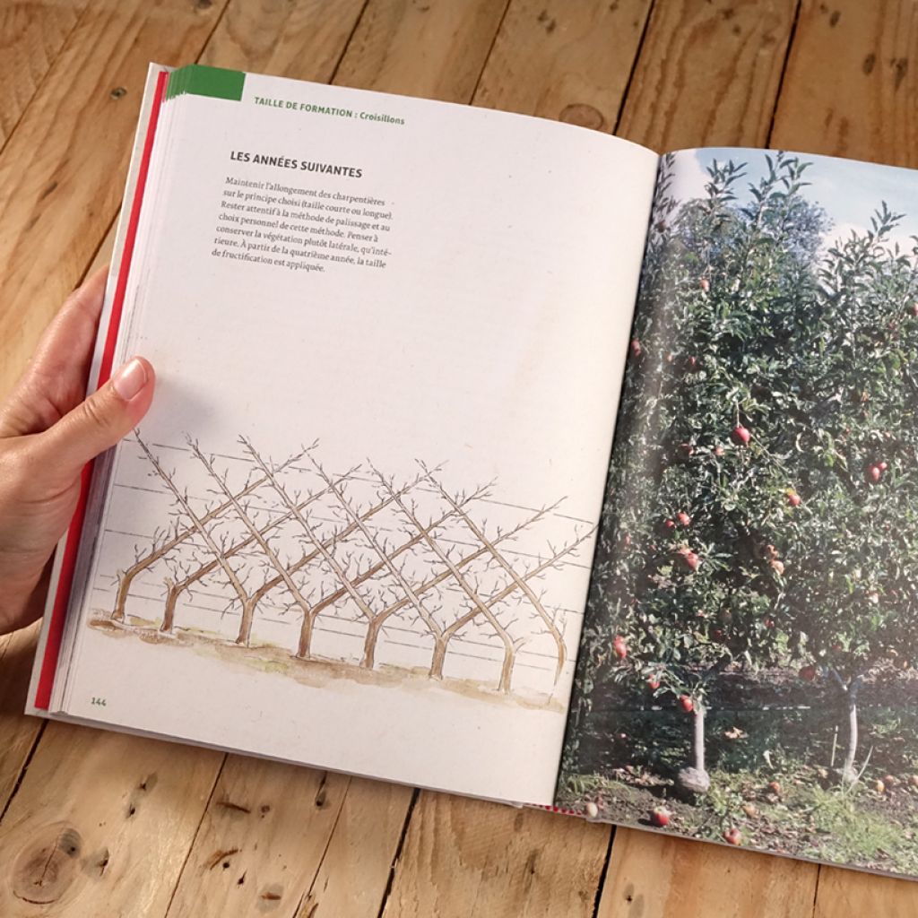 La taille des arbres fruitiers - Former et entretenir toutes les formes fruitières pas à pas