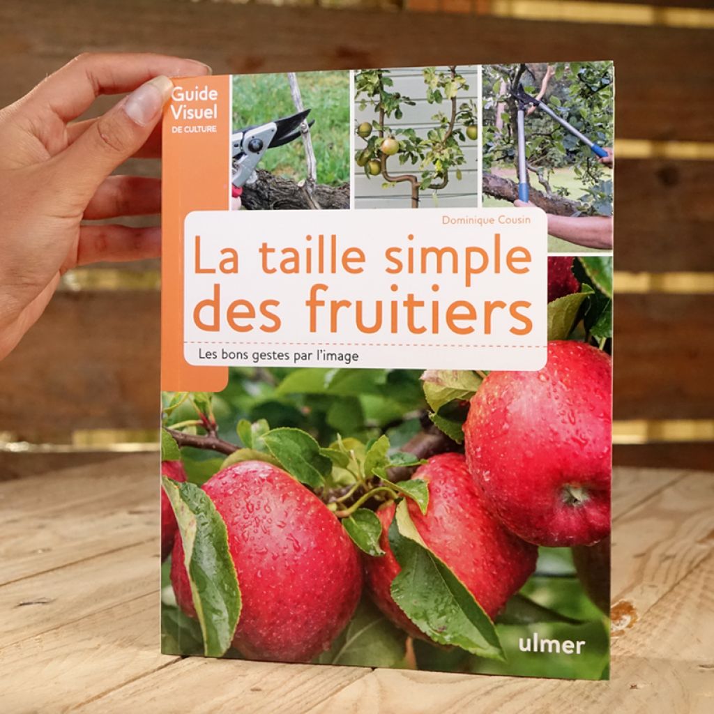 La taille simple des fruitiers - Les bons gestes par l'image