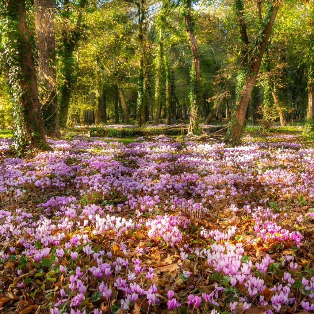 Tapis fleuri d'automne - Cyclamen de Naples roses et blancs