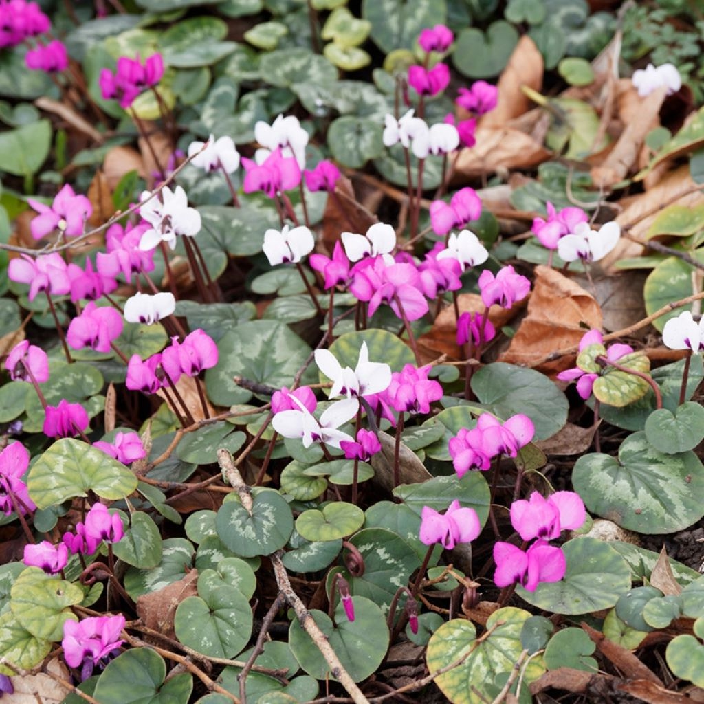 Tapis fleuri d'hiver - Cyclamen Coum roses et blancs