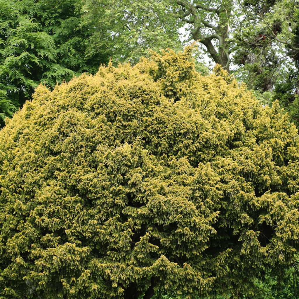 Taxus baccata Elegantissima - If commun