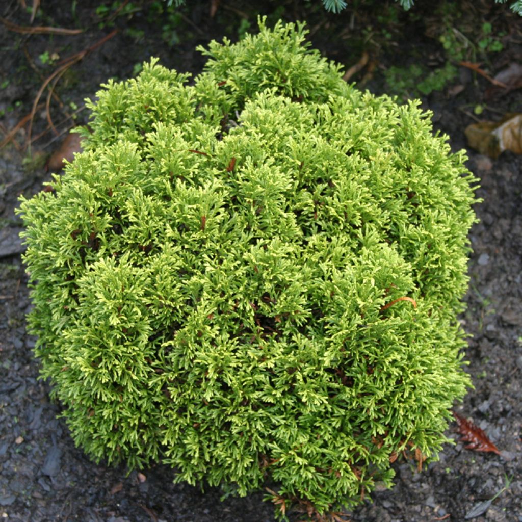 Thuya du Canada - Thuja occidentalis Krasnal