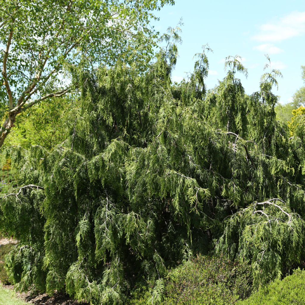 Thuya du Canada - Thuja occidentalis Pendula