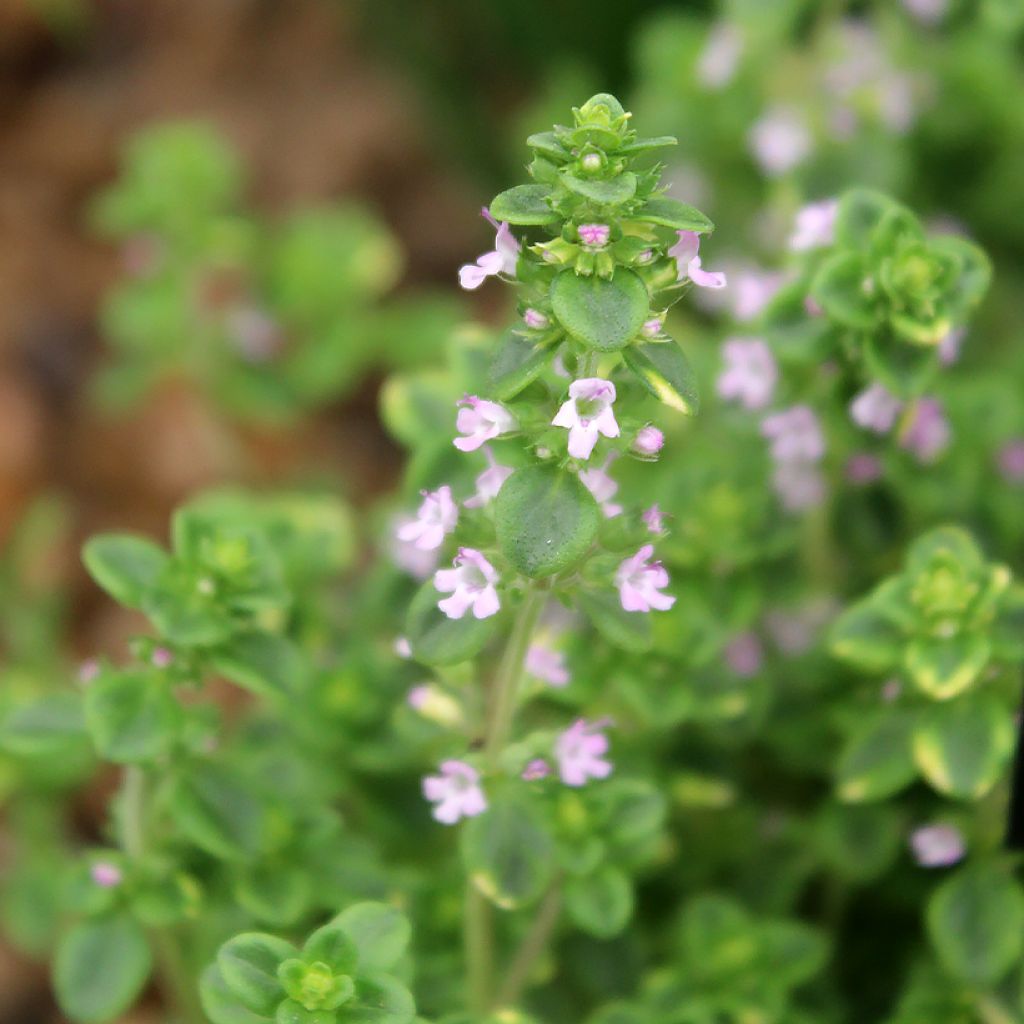 Thym citron panaché - Thymus citriodorus variegated