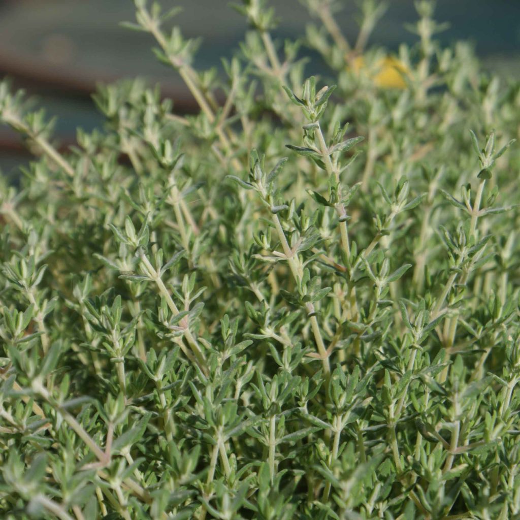 Thym de Provence - Thymus vulgaris en plant