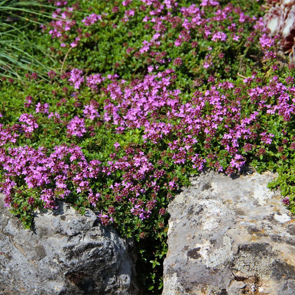 Thym serpolet Magic Carpet - Thymus serpyllum