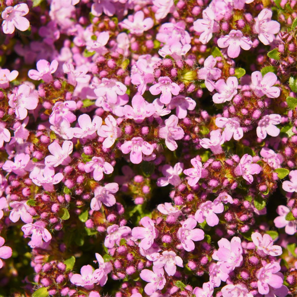 Thym serpolet Magic Carpet - Thymus serpyllum