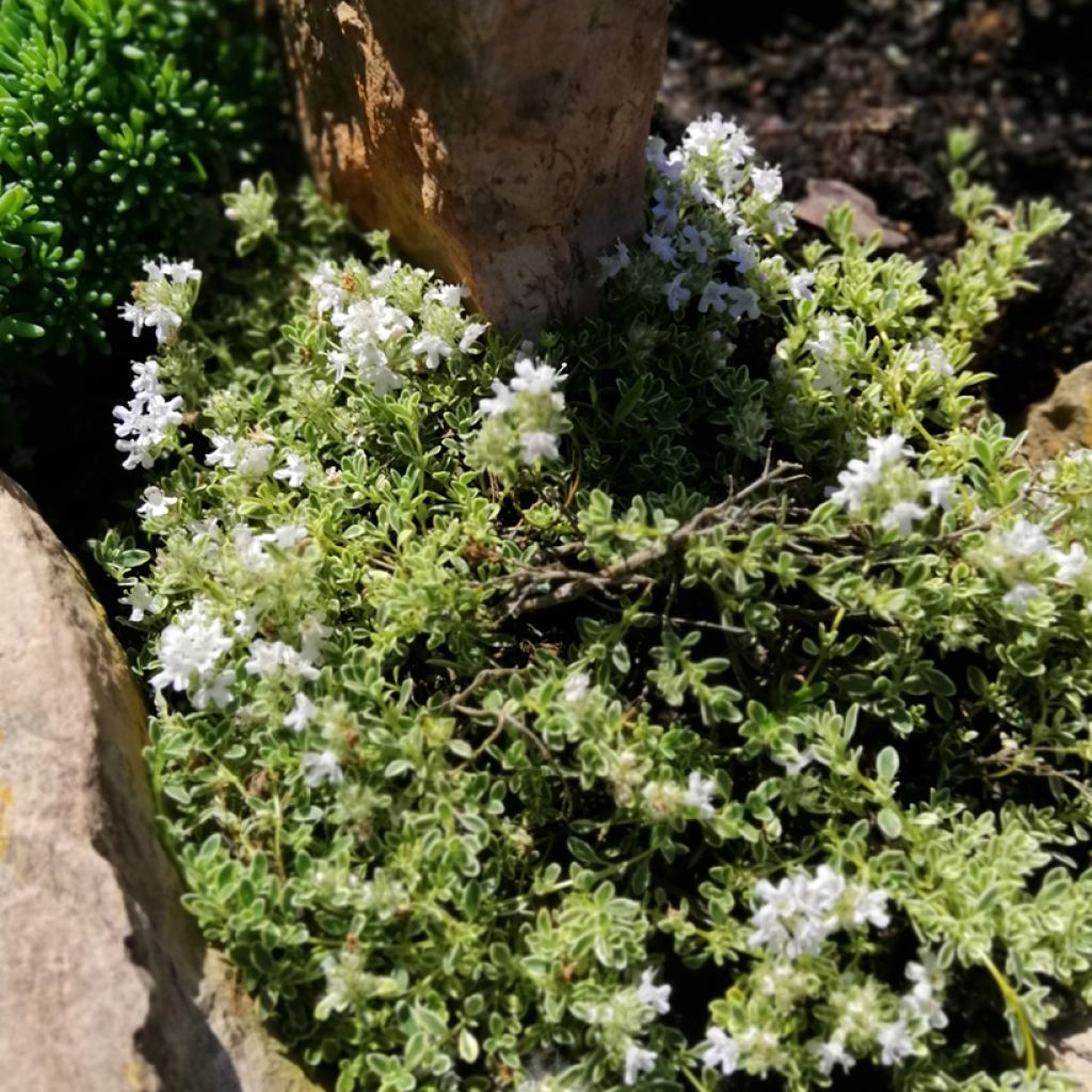 Thymus praecox Highland Cream - Thym précoce