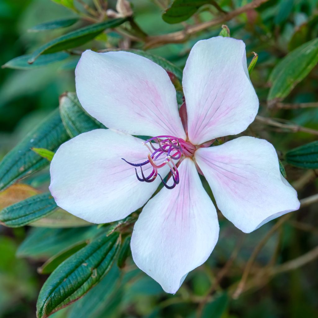 Tibouchina urvilleana Peace Baby