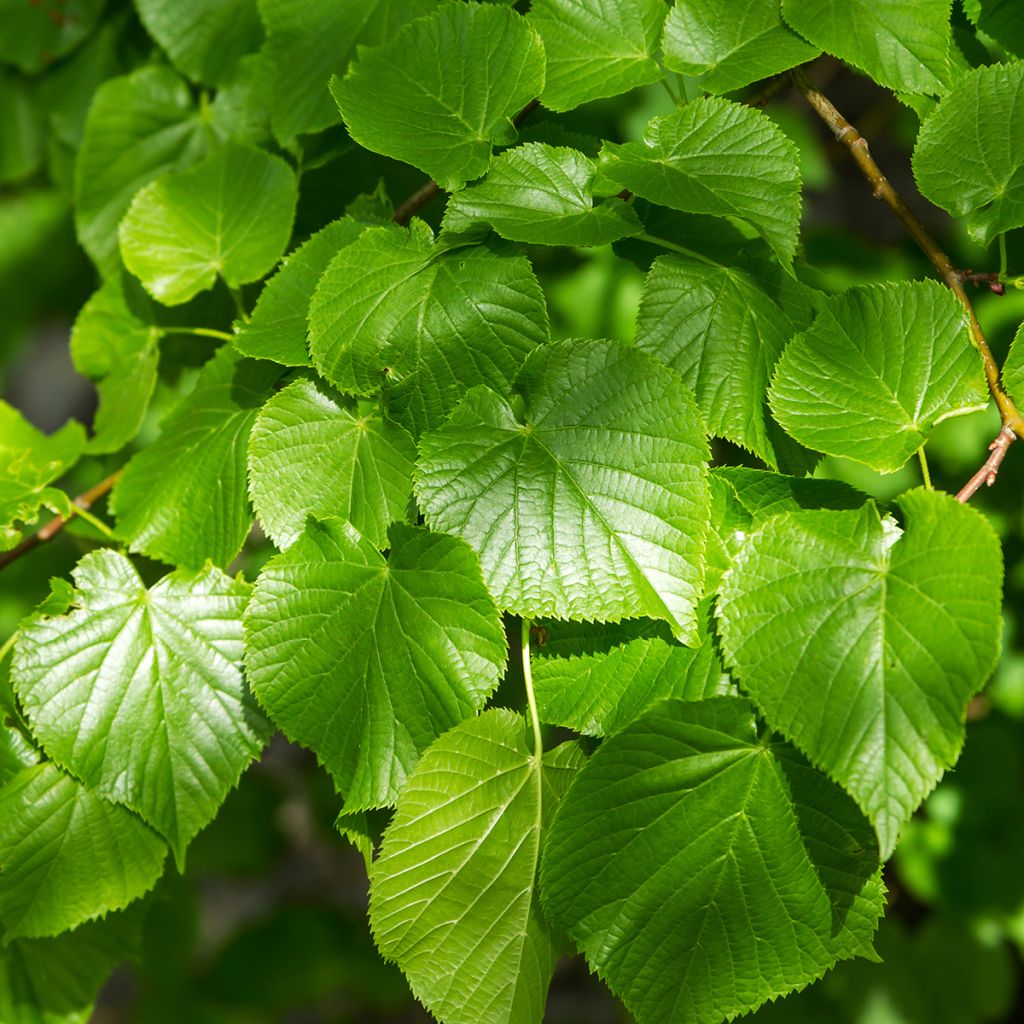 Tilleul à petites feuilles nain Simone - Tilia cordata 