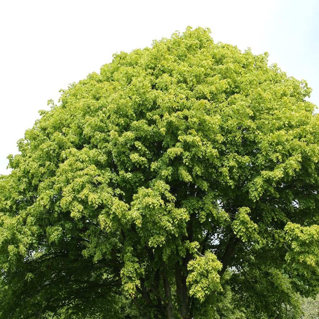 Tilleul commun - Tilia x europaea Wratislaviensis