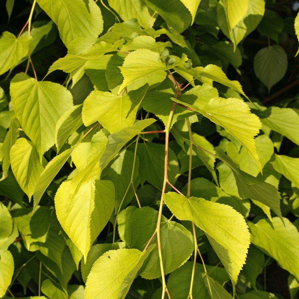 Tilleul commun - Tilia x europaea Wratislaviensis