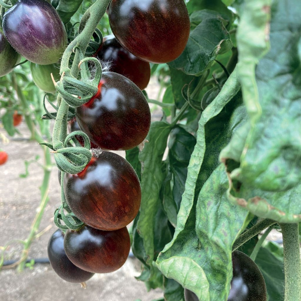 Tomate cocktail Black Moon F1 en plant