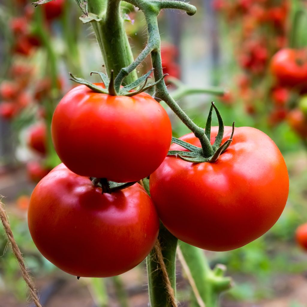 Tomate Fournaise F1