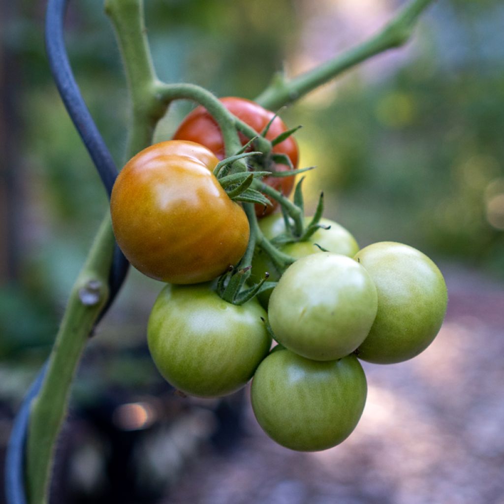 Tomate Matina BIO - Tomate grappe