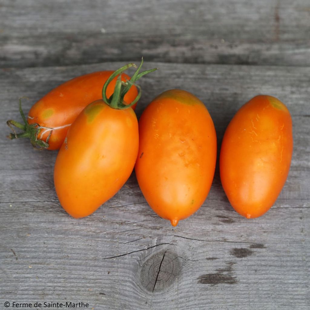 Tomate Orange Banana Bio - Ferme de Sainte Marthe