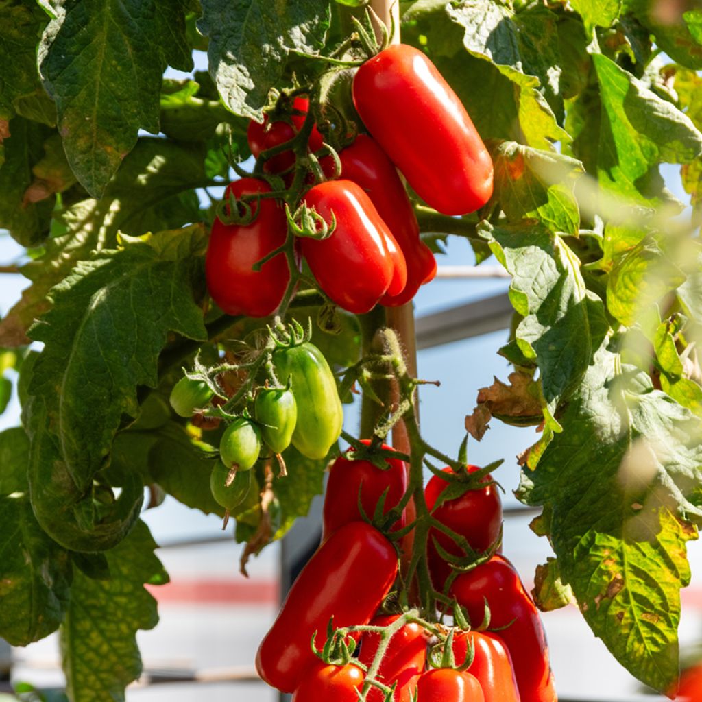 Tomate San Marzano 2 BIO 