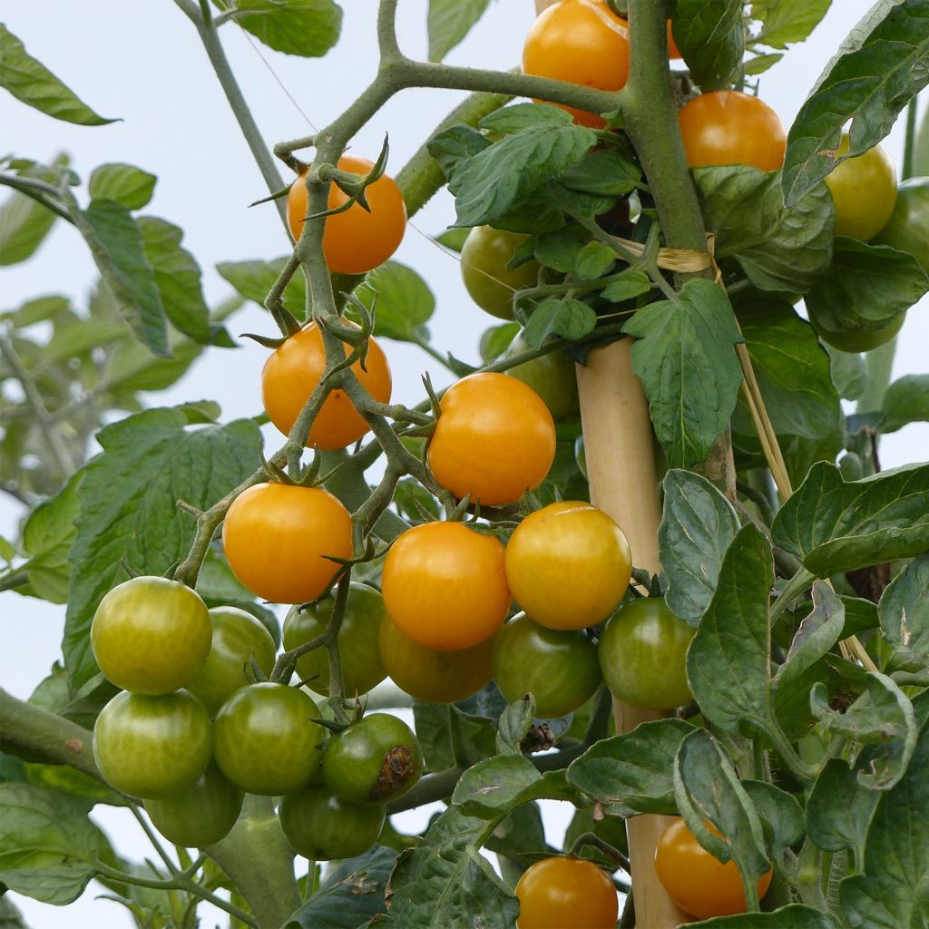 Tomate Stargold F1 en plants - Tomate cerise jaune