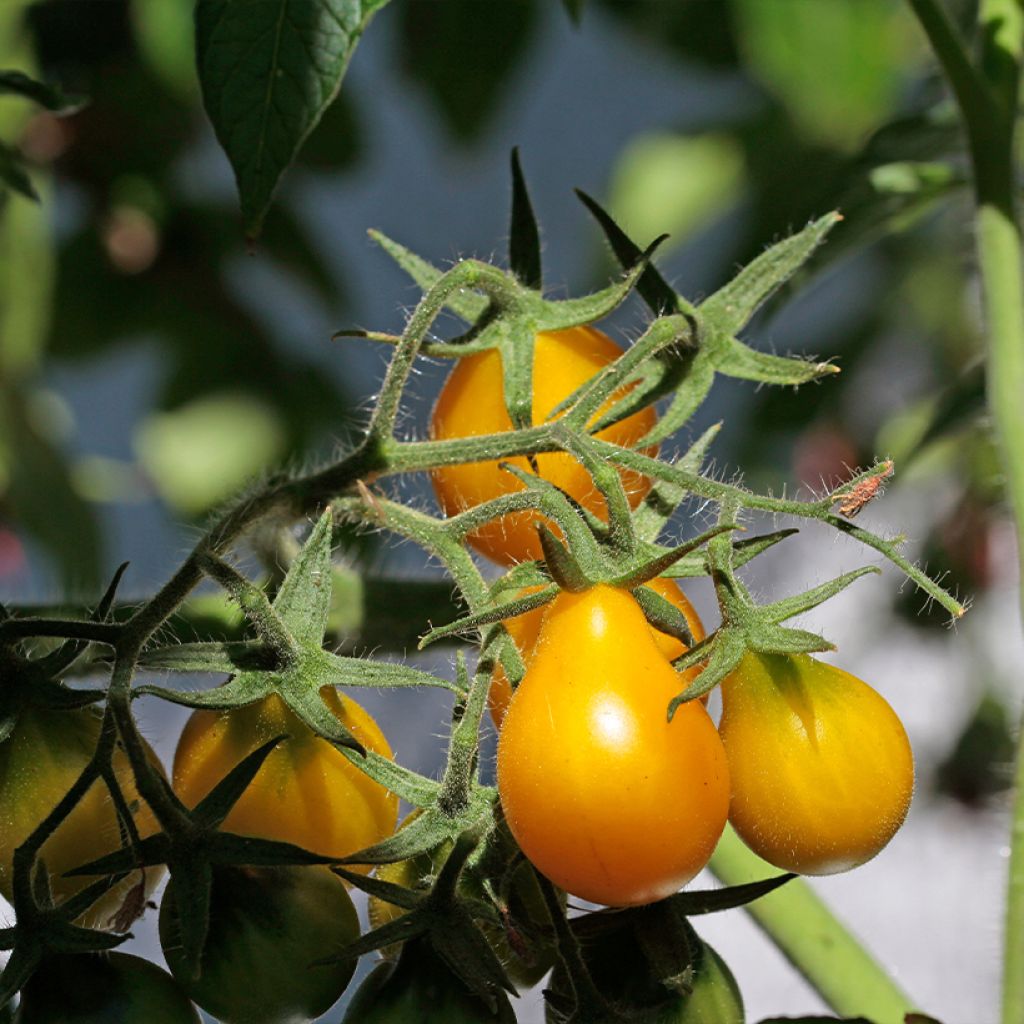 Tomate cerise Yellow Pearshaped (Poire jaune) BIO