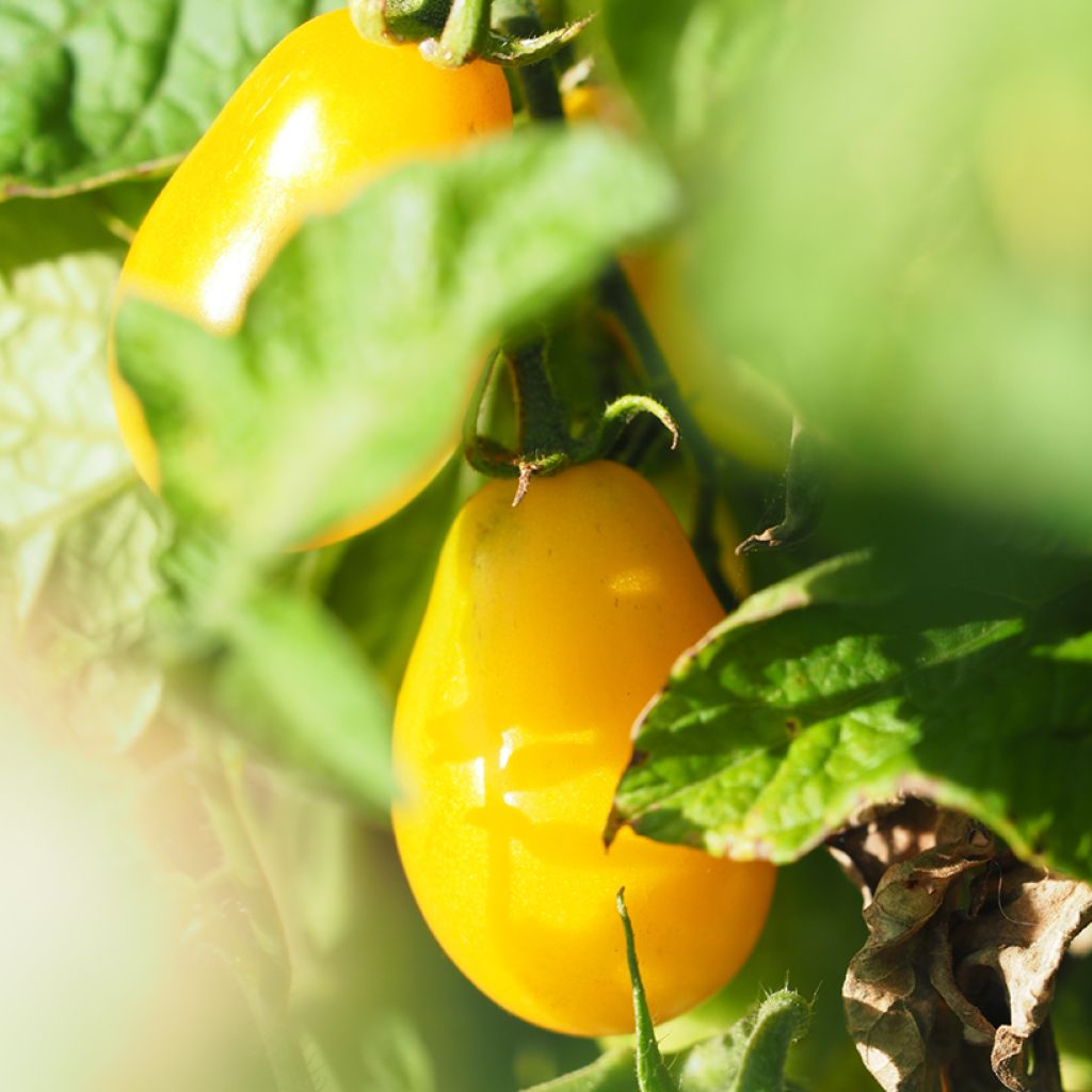 Tomate cerise Yellow Pearshaped (Poire jaune) BIO