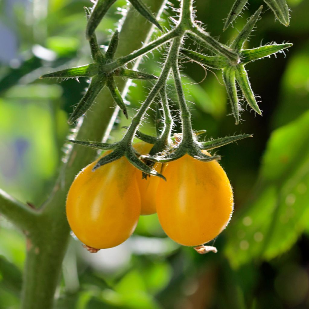 Tomate cerise Yellow Pearshaped (Poire jaune) BIO