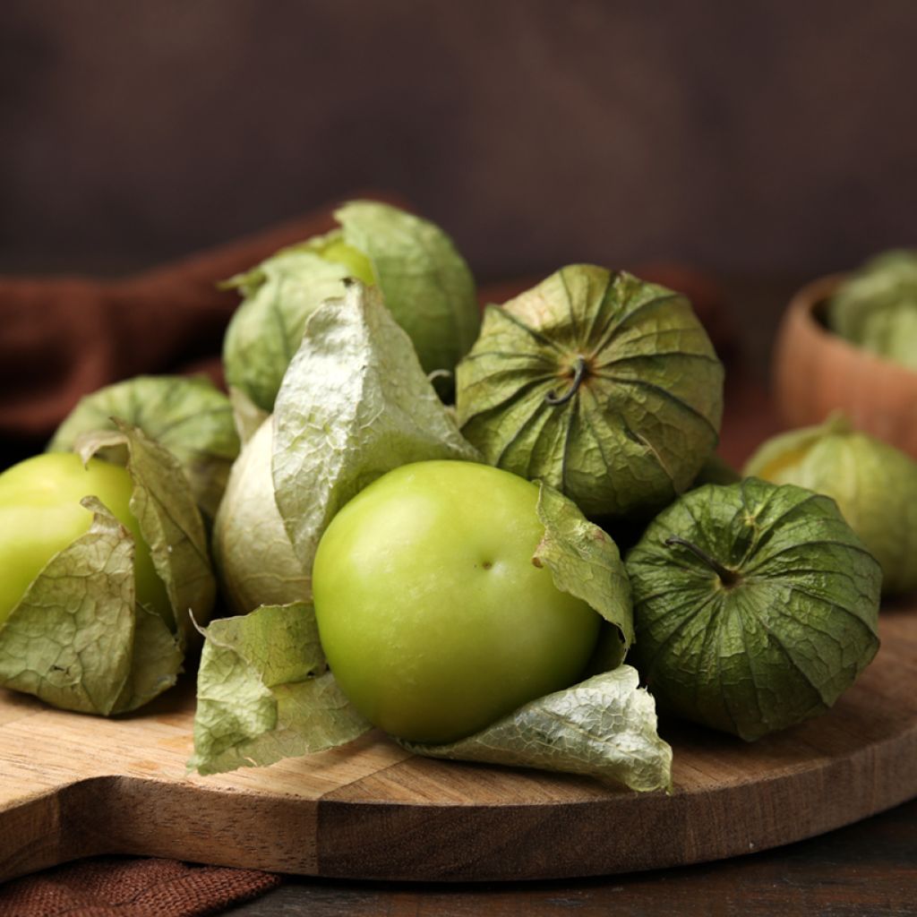 Tomatillo du Mexique Bio - Ferme de Sainte Marthe