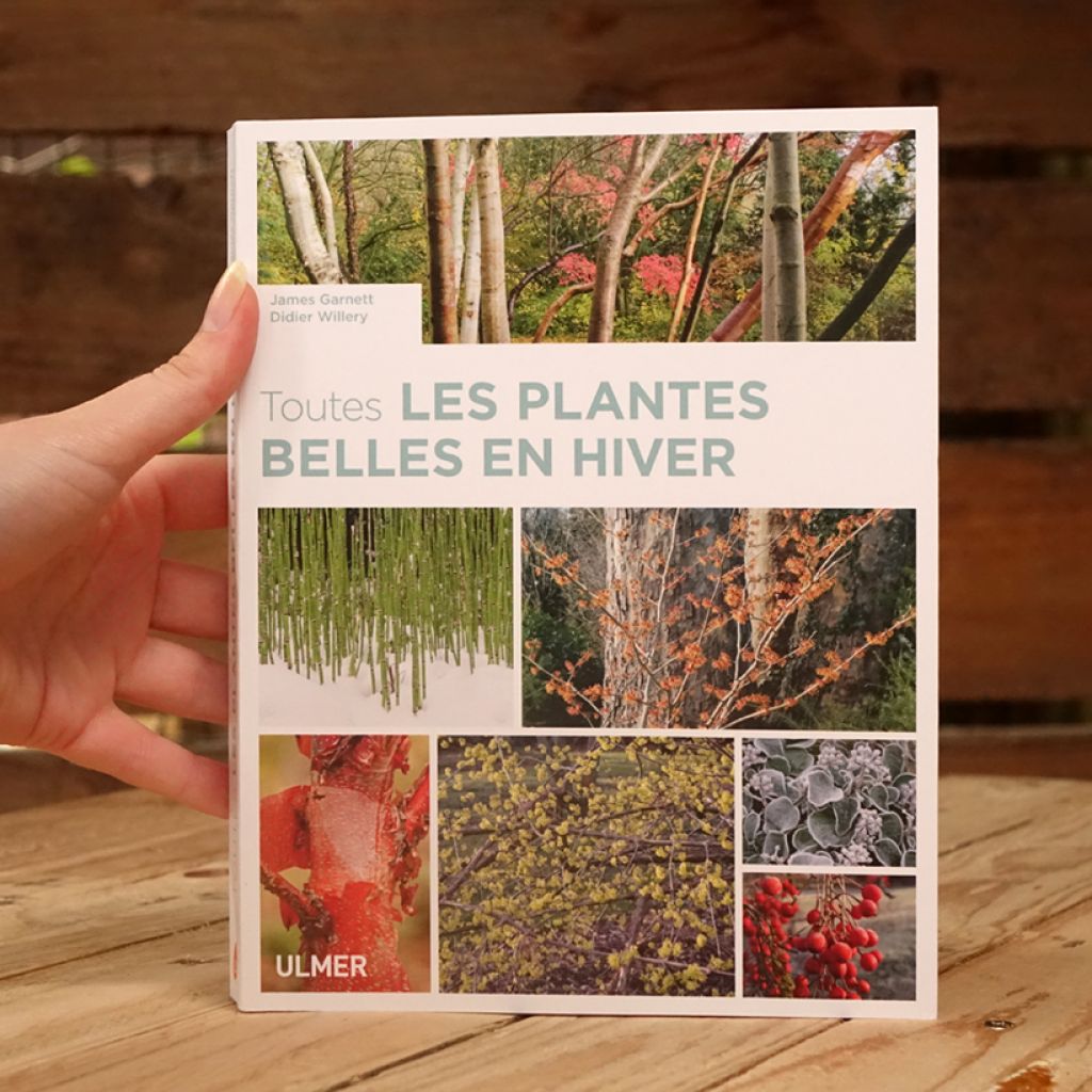 Toutes les plantes belles en hiver