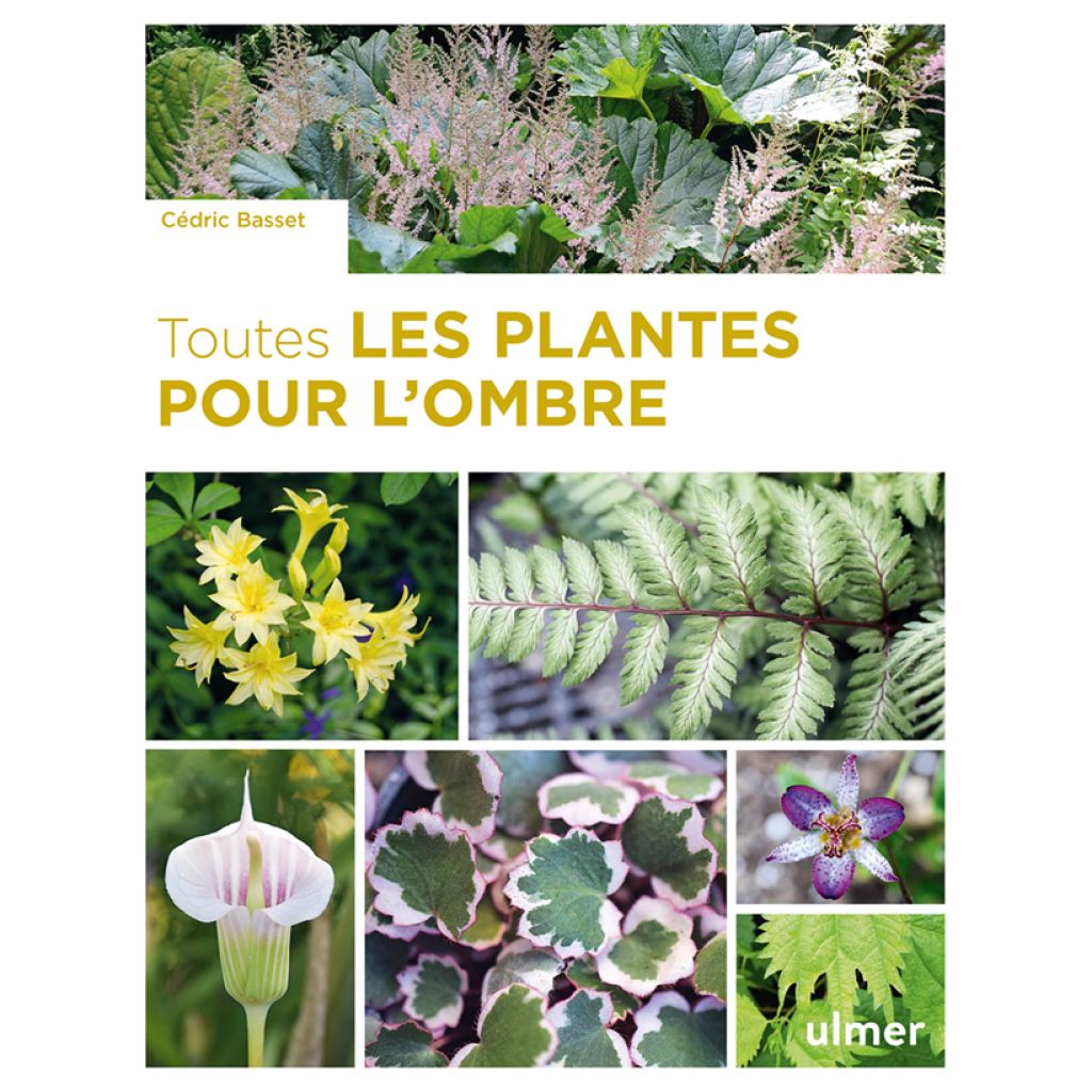 Toutes les plantes pour l'ombre