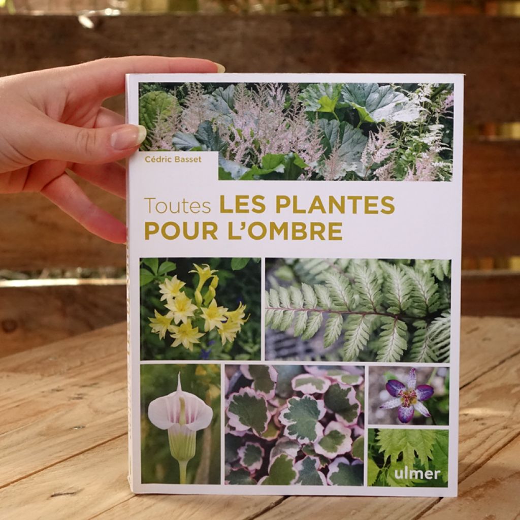 Toutes les plantes pour l'ombre