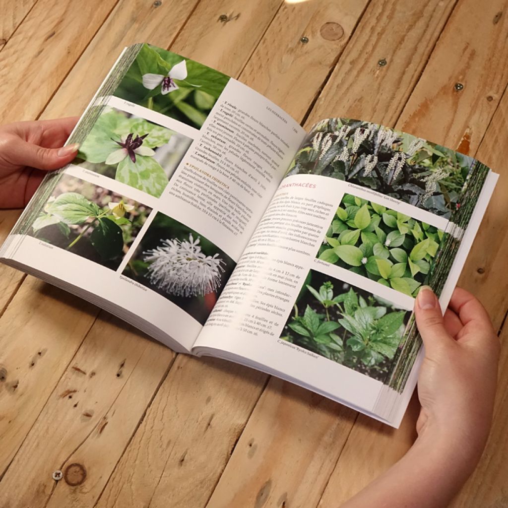 Toutes les plantes pour l'ombre